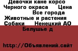 Девочки кане корсо. Черного окраса.  › Цена ­ 65 000 - Все города Животные и растения » Собаки   . Ненецкий АО,Белушье д.